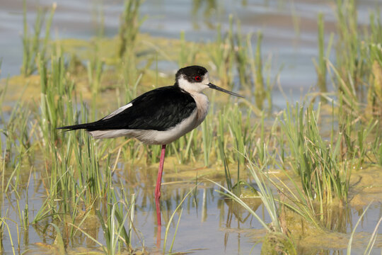 Black-winged stilt, Himantopus himantopus in Aiguamolls de l'Empord&agrave;, Spain, Europe