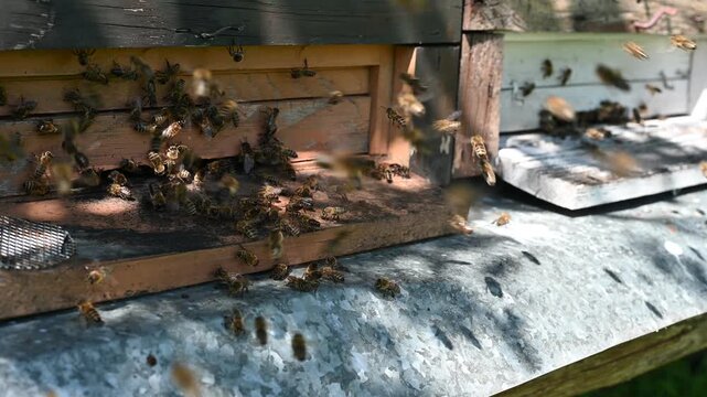 Close-up of busy worker bees carrying yellow pollen and nectar into a wooden beehive entrance. Macro footage of apiary life and nature's essential pollinators in action.