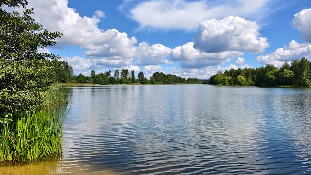 Alder, poplars, willow and birch trees grow on the grassy shores of the lake. There are ripples on the water and a reflection of the blue sky with clouds. Reeds grow in the water. Sunny summer weather