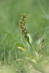 Fototapeta premium Hanging Man Orchid, Orchis anthropophora, Catalonia, Spain, Europe