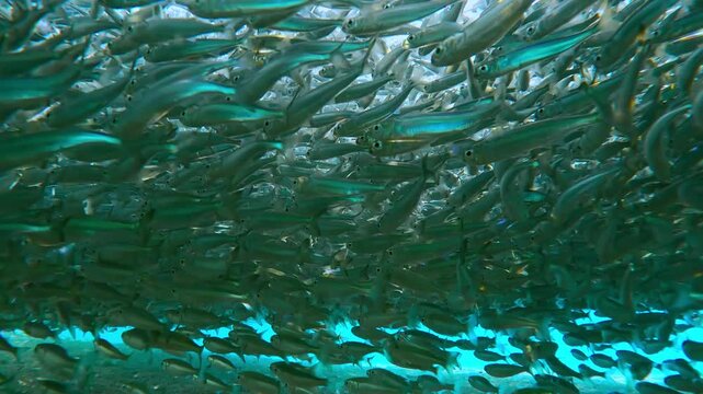 View from seabed looking up through living curtain of Atherina, silver bodies of fish scatter sunlight into thousands of tiny shards of light. Dense formation hangs heavy over sand at spawning run