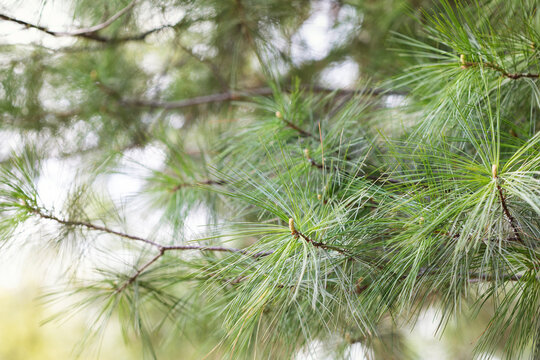 Eastern white pine Pinus strobus needles branches growing in botanical garden with bokeh nature background.
