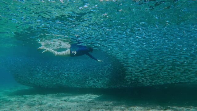 Solid silver river of small fish moves like single liquid organism over the shallows, snorkeler woman is swim to thickest part of Atherina school that seems to have no beginning or end
