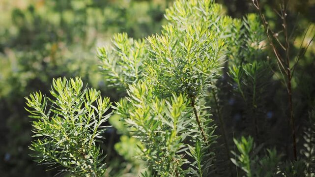 Sunlit Green Shrub With Lush Leaves in Garden Foliage Closeup for Natural Background