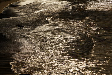 Reflecting waves in the Atlantic Ocean, near Luz - Algarve, Portugal. © guentermanaus
