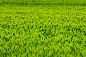 Obraz premium Vibrant Green Barley Field Texture in Spring