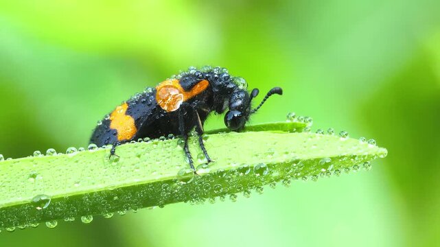 Macro shot of a black and orange beetle on a vibrant green leaf