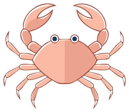 Cute Crab Vector Illustration Pink Seafood with Claws and Legs Cartoon Crustacean Art Animal Design