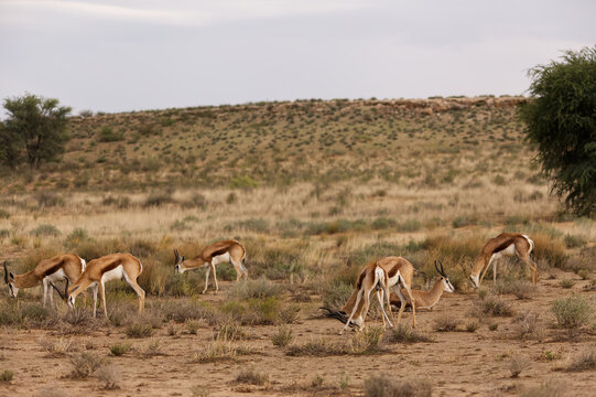 Wet Springbok Antelope after the rain in the Kgalagadi Transfrontier Park South Africa 17214
