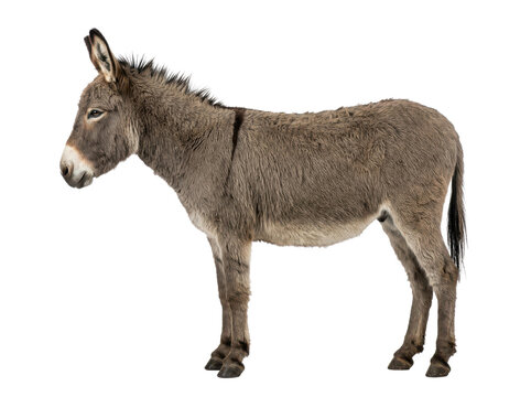 A brown donkey standing calmly on a white background, looking left.