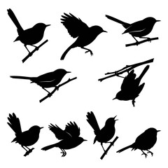 Fototapeta premium Black and white vector silhouette set of Blue-Gray Gnatcatcher.