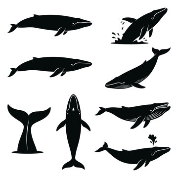 black and white silhouette vector set of Blue Whale