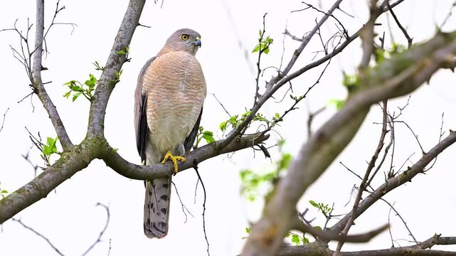 Sharp close up of a Cooper's Hawk perched on a tree branch looking around