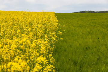 Obraz premium Sharp Contrast of Green Barley and Yellow Canola Fields in Spring
