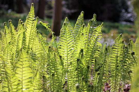 Macro image of Shuttlecock fern fronds illuminated by Spring sunlight, Derbyshire England
