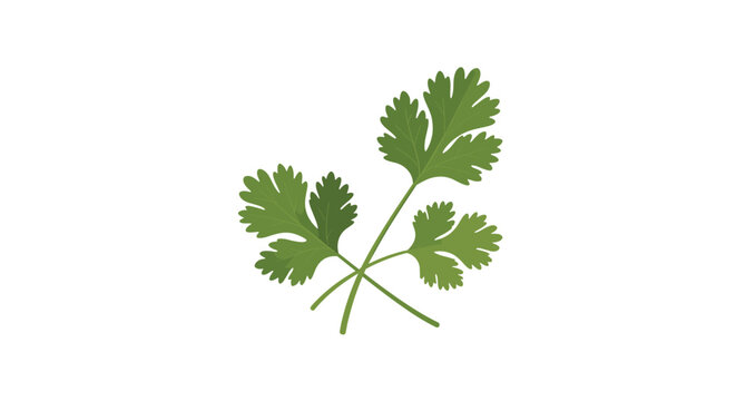 A sprig of fresh green cilantro herb with serrated leaves is isolated against a clean white background featuring organic shapes and natural vibrant green herbal color tones.