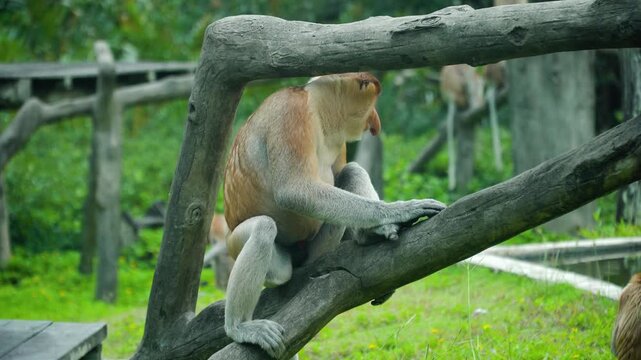 Proboscis monkeys on a tree in the jungle. Borneo. Labuk bay, Malaysia.