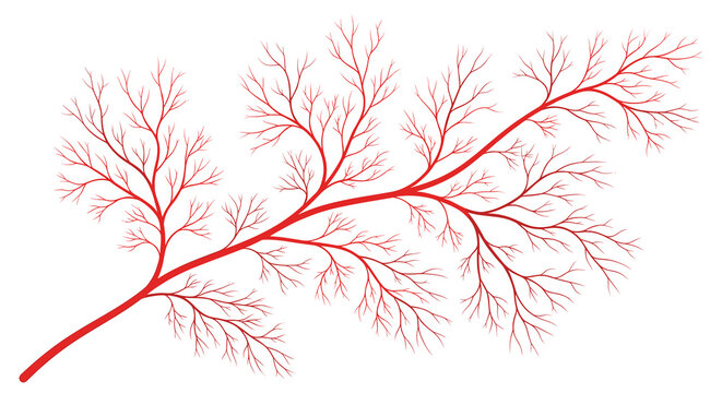 An intricate red fractal branch pattern with thin dendritic structures is centered on a minimalist white horizontal background for scientific or artistic display.