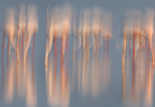 Vertical panning of Greater Flamingos feeding at Eker creek in the morning, Bahrain