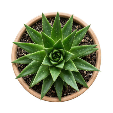 Top view of vibrant green aloe vera plant in terracotta pot