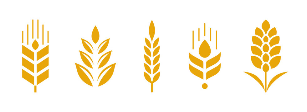 Set of golden wheat ears vector, wheat grain and cereal stalk collection for agriculture, bakery, organic food and whole grain branding.