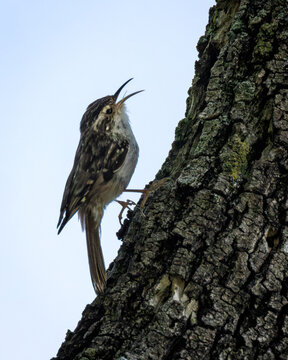 Short-toed Treecreeper Singing on Rough Oak Tree Bark