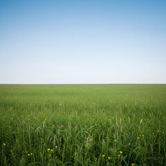 Fototapeta premium Vast green field under a clear blue sky a serene landscape 1.
