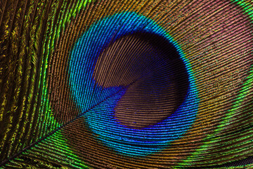 Macro shot of peacock feather eye with vibrant iridescent colors and detailed texture,Extreme close-up of a peacock feather showcasing the intricate patterns and brilliant blue, green. © banjongseal324