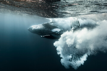 Dramatic underwater view of a humpback whale swimming beneath the surface with a powerful burst of bubbles. Wildlife scene capturing movement, energy and natural ocean behavior in deep blue water © Kristof