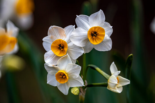冬の庭園に凛と咲く白と黄色のコントラストが美しい水仙（スイセン）の花