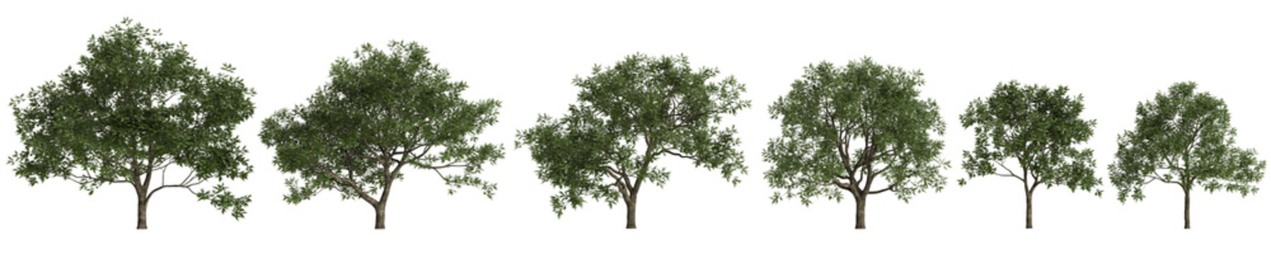 Set Juglans regia trees 3d illustration on transparent background