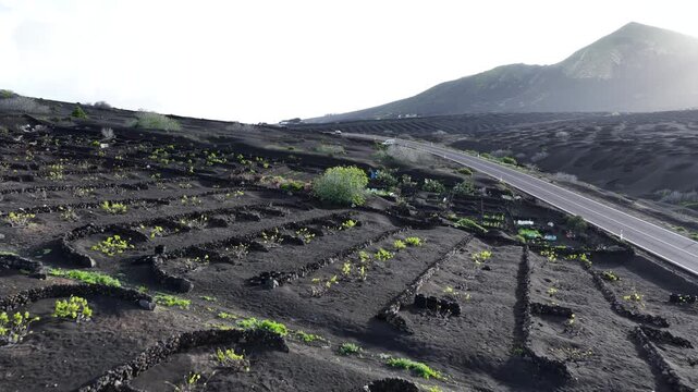 Lanzarote La Geria wine valley and its unique vineyards