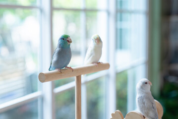A close up shot of a blue Pacific Parrotlet (Forpus coelestis) eat hemp seed while perched on a wooden stand with other parrotlets in the background. © lalalululala