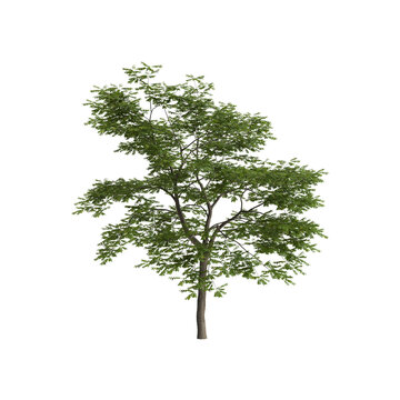 Pterocarya stenoptera tree 3d illustration on transparent background