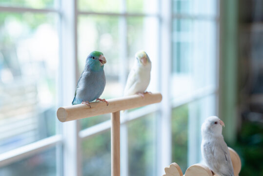 A close up shot of a blue Pacific Parrotlet (Forpus coelestis) eat hemp seed while perched on a wooden stand with other parrotlets in the background.