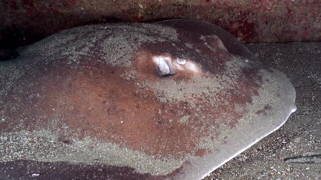 Close-up of a common stingray camouflaged on the sandy ocean floor.