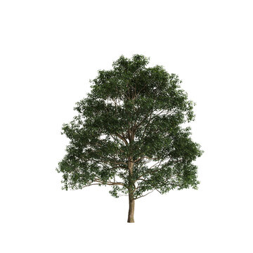 Lindera megaphylla tree 3d illustration on transparent background