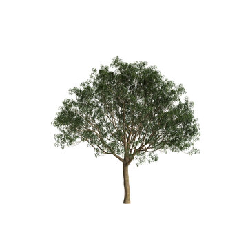 Lindera megaphylla tree 3d illustration on transparent background