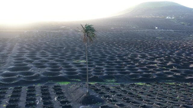 Lanzarote La Geria volcanic vineyards with a majestic palm tree