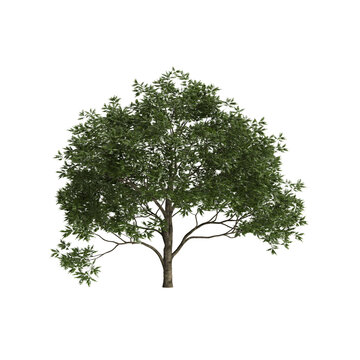 Juglans regia tree 3d illustration on transparent background