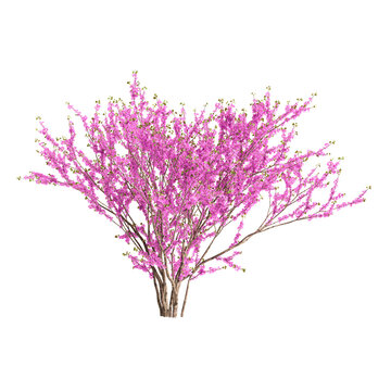 Cercis chinensis tree 3d illustration on transparent background