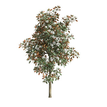 Magnolia grandiflora tree 3d illustration on transparent background