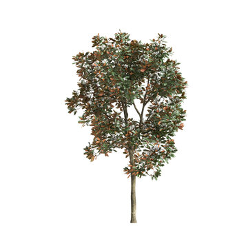 Magnolia grandiflora tree 3d illustration on transparent background
