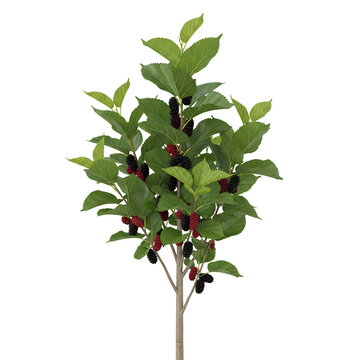 Vibrant Mulberry Tree Displaying Ripe Berries and Lush Green Foliage.
