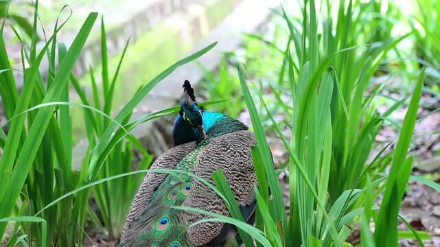 blue peacock slowly preening its back feathers in the park, indian blue peafowl hiding in the bushes, wildlife bird footage