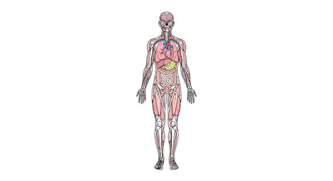 3d rendered illustration of a naked woman standing as a human medical model showing the anatomy of the skeletal system and spine sculpture for science and health art