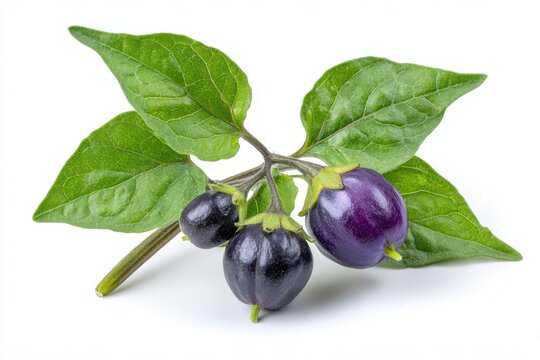 Deadly Nightshade Berries on White Background