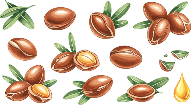Argan nuts and oil set with leaves, natural organic cosmetic ingredient collection, healthy beauty product vector illustration isolated