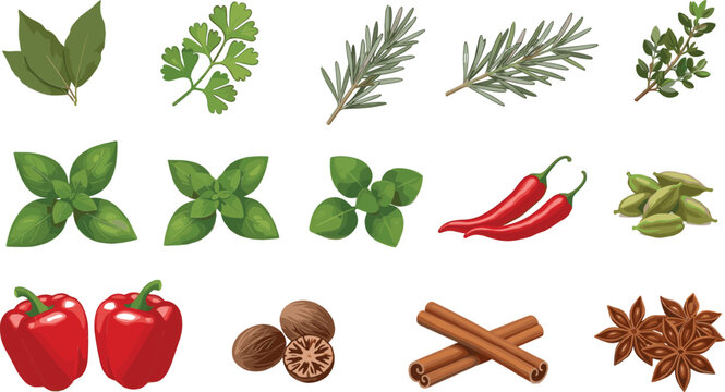 Herbs and spices collection with basil, rosemary, parsley, chili pepper, cinnamon and nutmeg, cooking ingredients vector illustration set