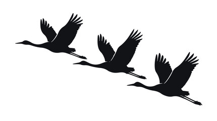 Fototapeta premium Three black cranes flying in formation silhouette against white background, nature wildlife illustration
